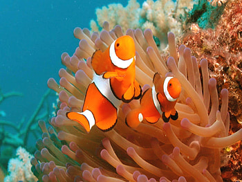 fish , Posted by Michelle Walker, Colorful marine life, Underwater charm HD wallpaper