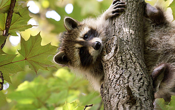 raccoon, lel, cute animals, raccoon on tree, wildlife, wild animals HD wallpaper