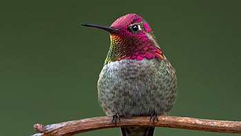 Hummingbird, Animal bird HD wallpaper
