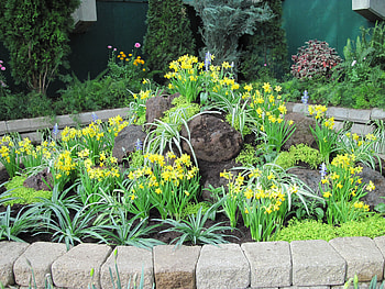 Flowers Symbolizing Strength 20, graphy, yellow, green, Flowers, Daffodils, Garden HD wallpaper