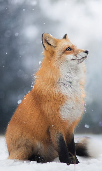 Animal, fox HD phone wallpaper