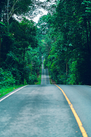 Nature, Trees, Road, Markup, Path, Way HD phone wallpaper