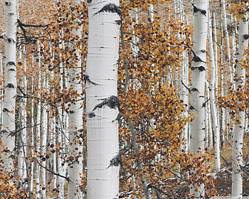 Aspen Tree, Nature's artistry, Majestic forest, Whispers of wind HD wallpaper