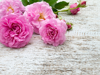 Roses, Bouquet, Pink, Petals HD wallpaper