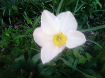 My First Flower of Spring, first, spring, flower HD wallpaper