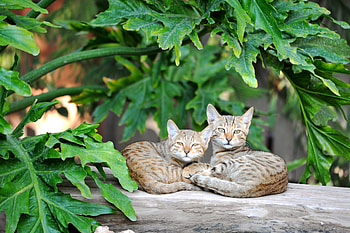 Animals, Cats, Couple, Pair, To Lie Down, Lie, Striped HD wallpaper