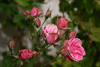 Flowers, Roses, Buds HD wallpaper