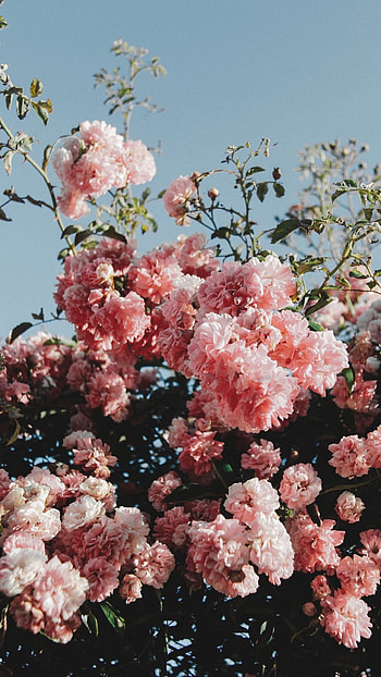 Flowers Aesthetic, Pink Springs HD phone wallpaper
