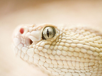 russell viper, snake, viper, reptile, russell HD wallpaper