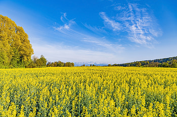 Nature, Flowers, Trees, Field, Wildflowers HD wallpaper