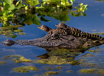Alligator babies, cub, cute, baby, , wild, animals, alligator, wilderness, sweet, wild animals, Africa, predators, puppy, wildlife, crocodile, Savannah, nature, reptiles HD wallpaper
