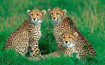 Cheetah, Diverse collection, Majestic feline, Stunning graphs HD wallpaper