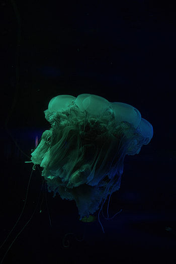 Jellyfish, Dark, Underwater World, Tentacle HD phone wallpaper