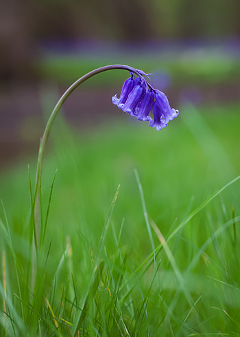 Flowers, Grass, Bluebells, Macro, Blur, Smooth, Field HD phone wallpaper
