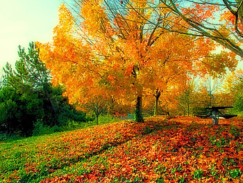 Forest gold, leaves, autumn, gold, forest, tree HD wallpaper