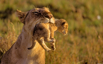 Animals, Grass, Young, Lioness, Care, Joey HD wallpaper