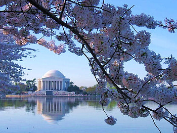 Jefferson Memorial, river, washington, monument, building, white dome, cherry blossoms HD wallpaper