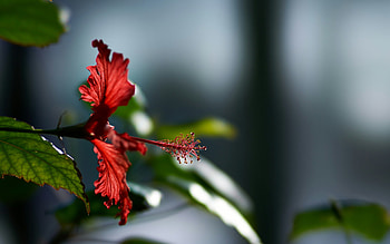 Hibiscus Flower, flowers, macro, graphy HD wallpaper