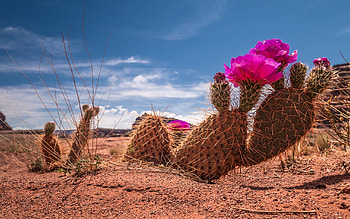 High-definition beauty, Mesmerizing cactus, Nature's artwork, art HD wallpaper