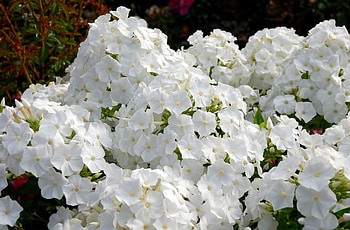 Flowers, Flower Bed, Flowerbed, Garden, Snow White, Phlox HD wallpaper