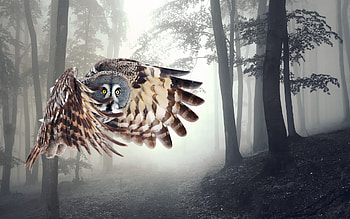 Animals, Birds, Owl HD wallpaper