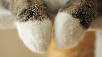 Paws, Maru (Cat) HD wallpaper