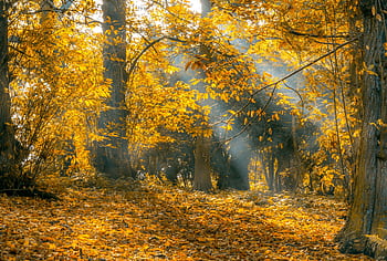 A serene autumn forest scene with golden leaves and sunlight filtering through trees. HD wallpaper