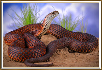 LOWLAND COPPERHEAD, REPTILE, NATURE, SNAKE HD wallpaper