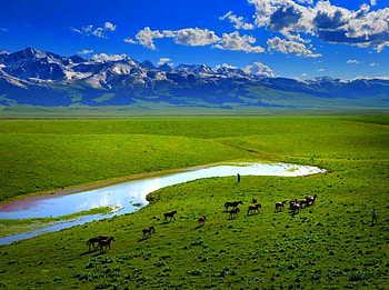 Beautiful scenery, field, animals, cool, mountains HD wallpaper