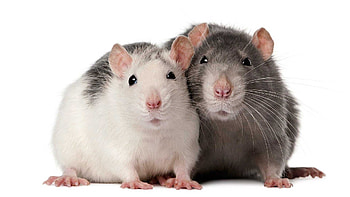 Community-submitted rat , User-contributed rat , Rat enthusiasts, Rat fanart HD wallpaper