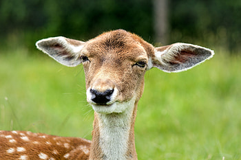 Animals, Muzzle, Sight, Opinion, Ears, Deer HD wallpaper