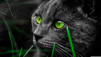 Ultra High Quality - High Resolution, Ultra High Resolution Dark HD wallpaper