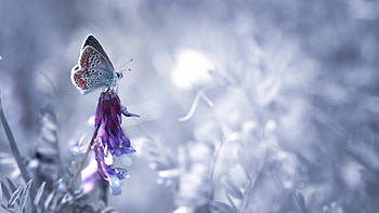 Little butterfly, animals, butterfly, , nature, insects, spring, macro HD wallpaper