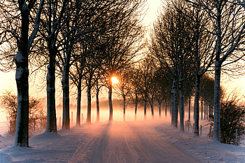 bright winter day, winter, snow, cold, trees, nature, sun, beauty HD wallpaper
