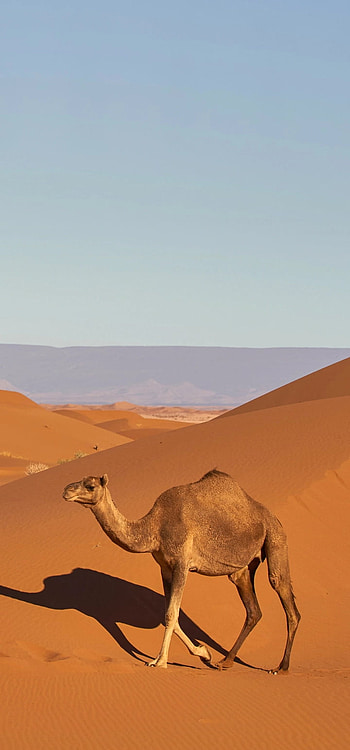 Beautiful desert camel, and HD phone wallpaper