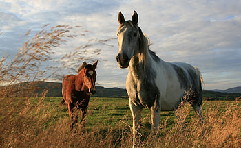 Animals, Grass, Horses, Couple, Pair, Field HD wallpaper