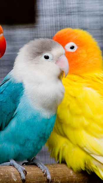 Love Birds, Adorable Birds HD phone wallpaper