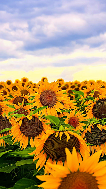 Sunflower HD phone wallpaper