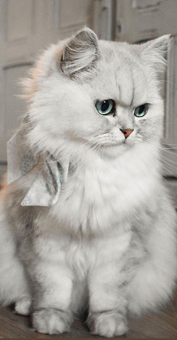 Cat, eye, whiskers HD phone wallpaper