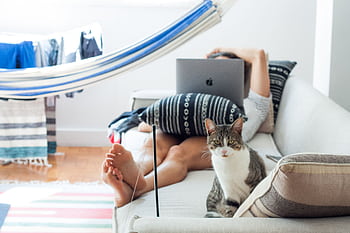 A domestic cat sits beside a person working on a laptop, relaxing on a sofa at home. HD wallpaper