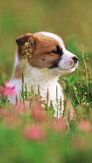 Cute puppies, , Adorable animals, High-definition backgrounds HD phone wallpaper