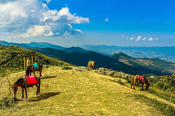 Horses grazing on a grassy hill with a breathtaking view of Thai mountains under a blue sky. HD wallpaper