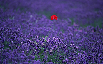 Plants, Flowers, Fields HD wallpaper