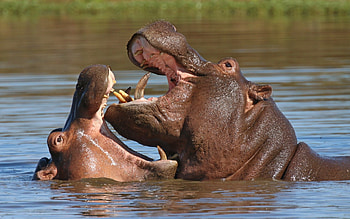 Background , High definition, Hippo HD wallpaper