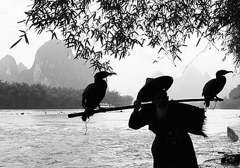 Best cormorant , Spectacular avian captures, Stunning ry, Natural beauty HD wallpaper