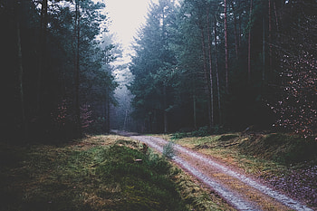 Nature, Trees, Forest, Path HD wallpaper