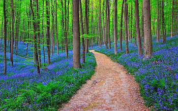 Bluebells, Belgium HD wallpaper