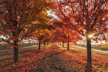 Autumn Fall Season Trees , autumn, trees, nature HD wallpaper