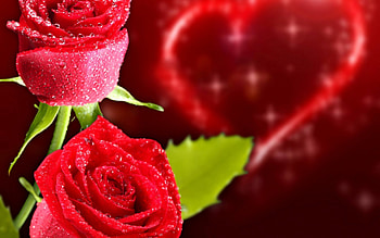romantic rose, rose, romance, heart, red HD wallpaper