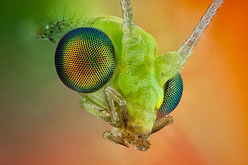 Macro, Light, Eyes, Insect, Light Coloured, Mustache, Moustache HD wallpaper